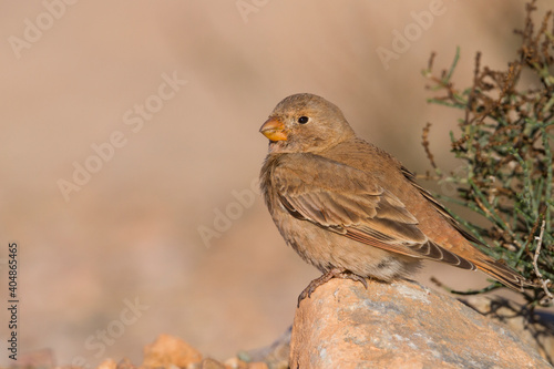 Woestijnvink, Trumpeter Finch, Bucanetes githagineus ssp. zedlitzi, photo