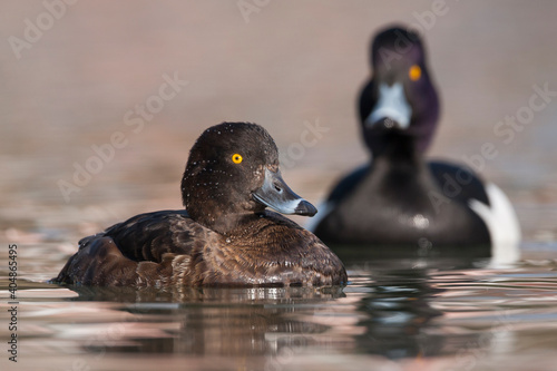 Kuifeend, Tufted Duck - Reiherente - Aythya fuligula photo