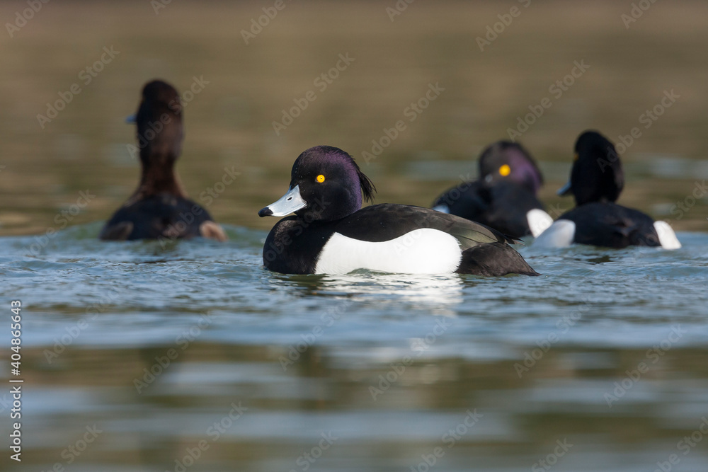 Kuifeend, Tufted Duck - Reiherente - Aythya fuligula