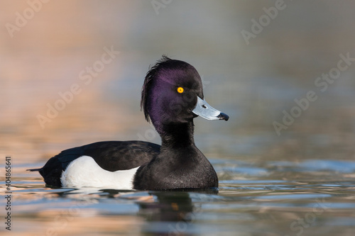 Kuifeend, Tufted Duck - Reiherente - Aythya fuligula photo