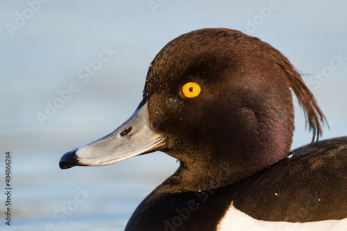 Kuifeend, Tufted Duck, Aythya fuligula photo