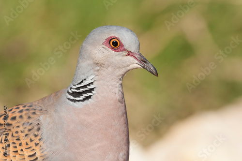 Turtle Dove, Zomertortel, Streptopelia turtur ssp. turtur © AGAMI