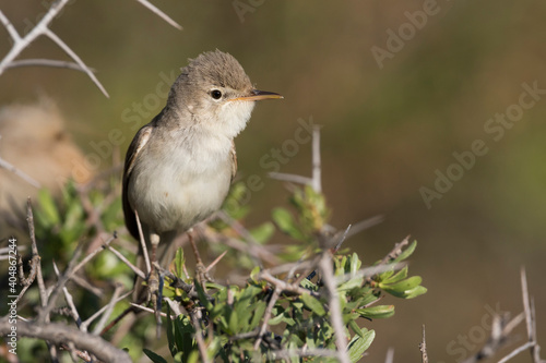 Grote Vale Spotvogel, Upcher's Warbler, Hippolais languida photo