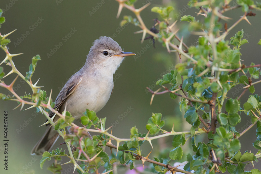 Grote Vale Spotvogel, Upcher's Warbler, Hippolais languida Grote Vale Spotvogel, Upcher's Warbler, Hippolais languida