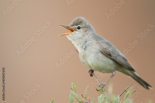 Grote Vale Spotvogel, Upcher's Warbler, Hippolais languida photo