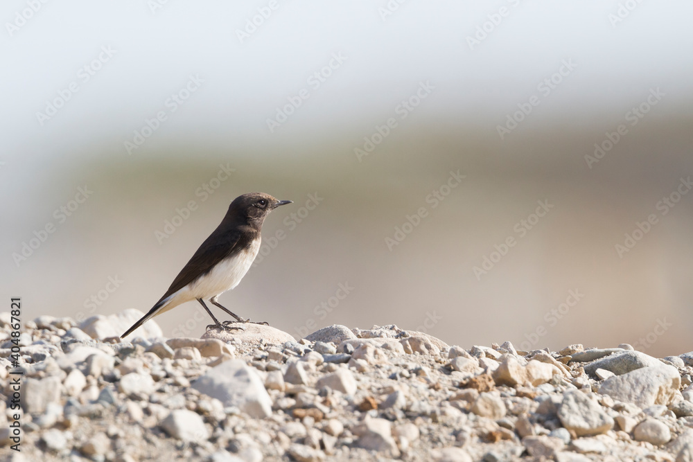 Picatatapuit, Variable Wheatear, Oenanthe picata Picatatapuit, Variable Wheatear, Oenanthe picata
