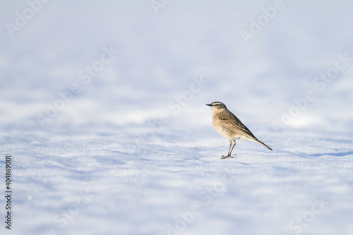 Waterpieper, Water Pipit, Anthus spinoletta spinoletta photo