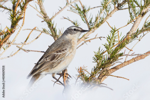 Waterpieper, Water Pipit, Anthus spinoletta spinoletta photo