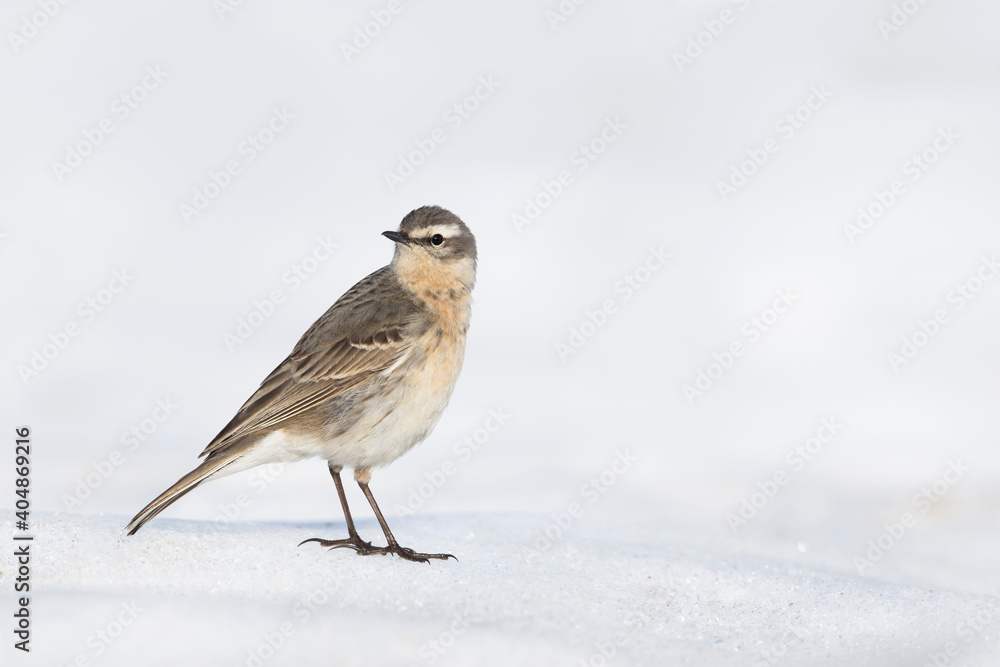 Waterpieper, Water Pipit, Anthus spinoletta spinoletta Waterpieper, Water Pipit, Anthus spinoletta spinoletta