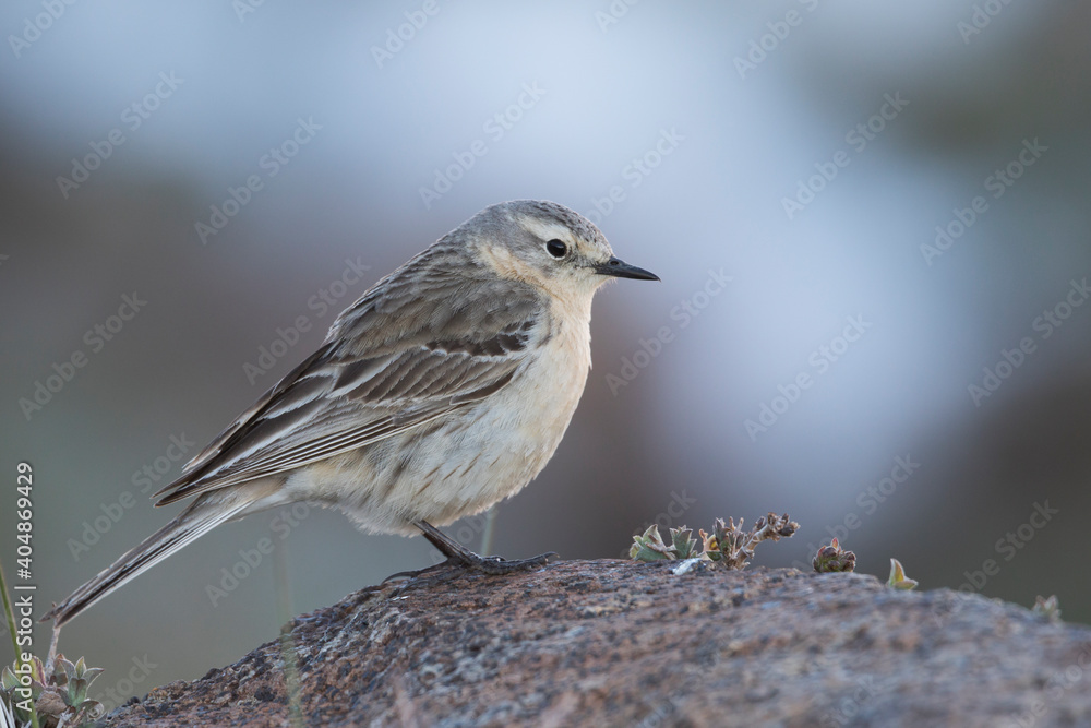 Waterpieper, Water Pipit, Anthus spinoletta blakistoni Waterpieper, Water Pipit, Anthus spinoletta blakistoni