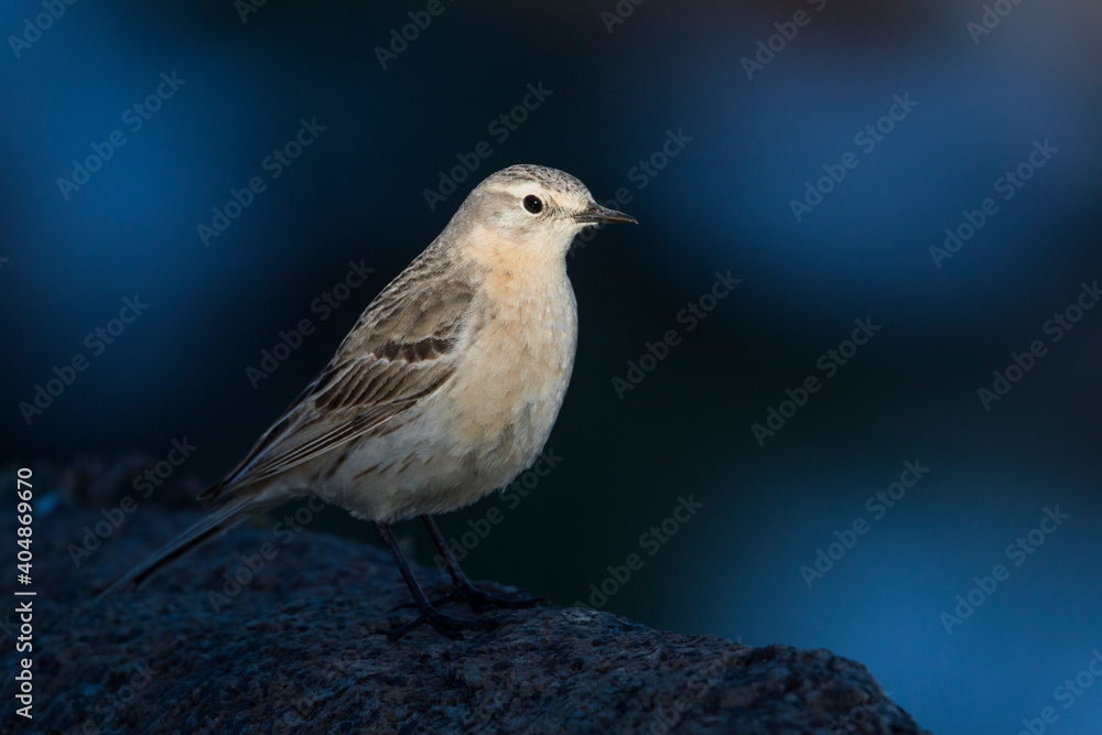 Waterpieper, Water Pipit, Anthus spinoletta blakistoni Waterpieper, Water Pipit, Anthus spinoletta blakistoni