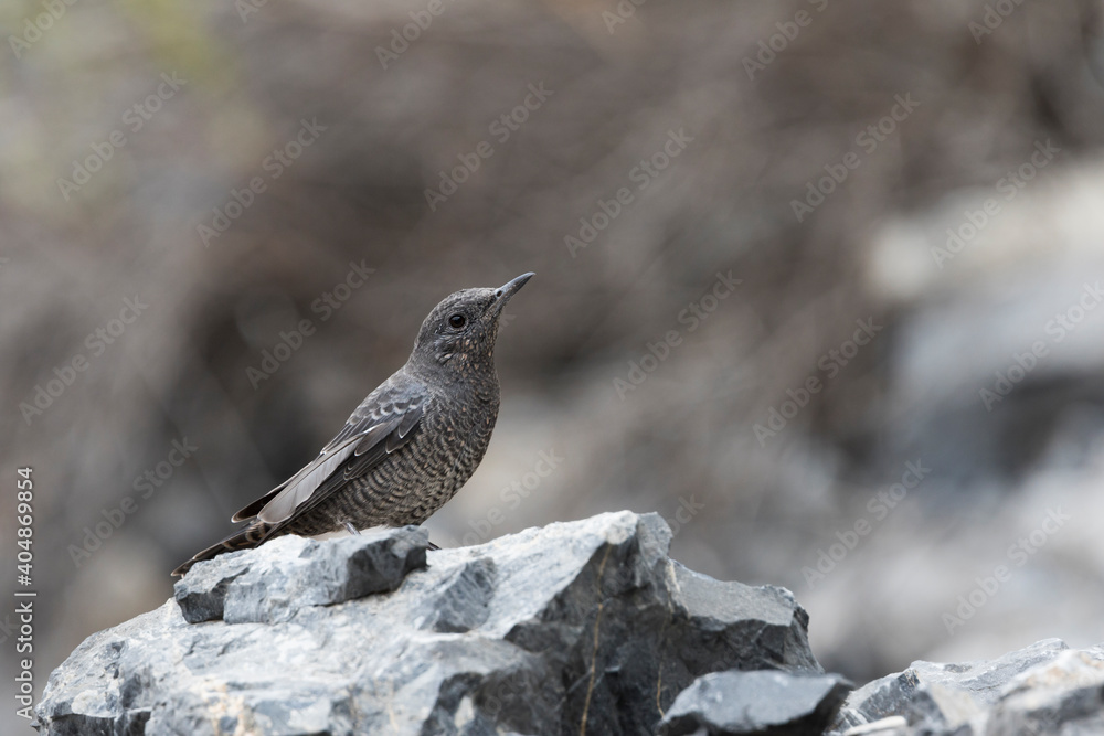 Western Blue Rock Thrush; Monticola solitarius ssp. longirostris Western Blue Rock Thrush; Monticola solitarius ssp. longirostris