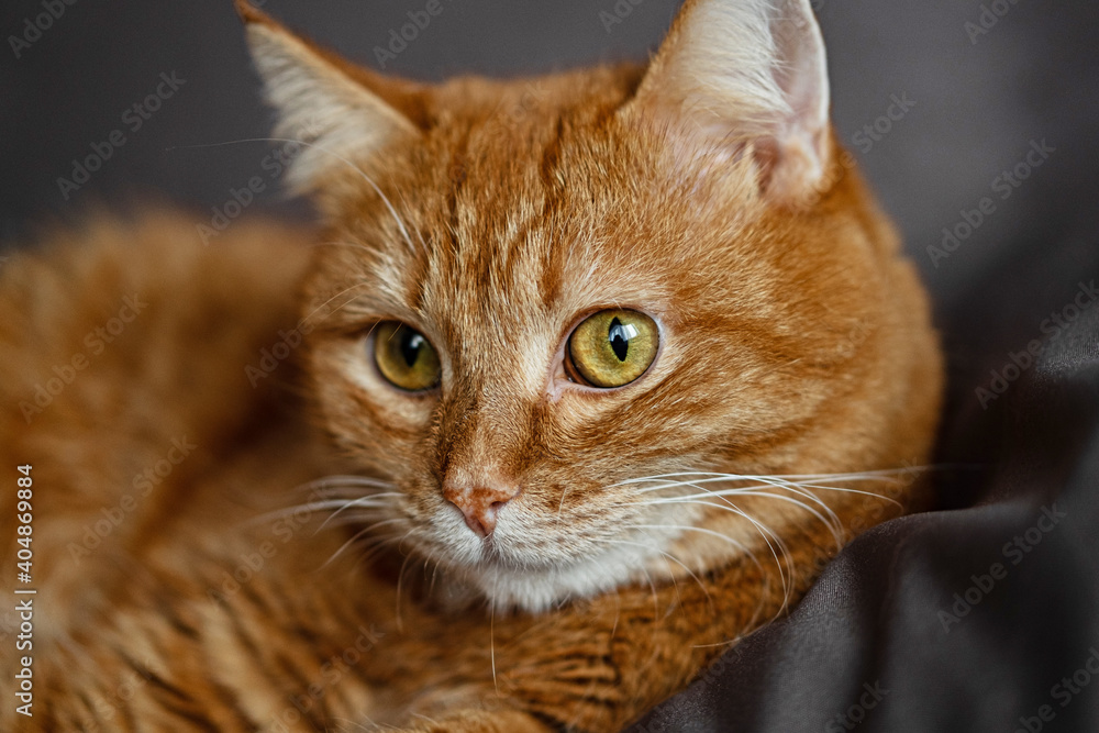 Ginger cat sits at home. The red kitten looks into the camera. Front view of an orange cat on a gray pillow.