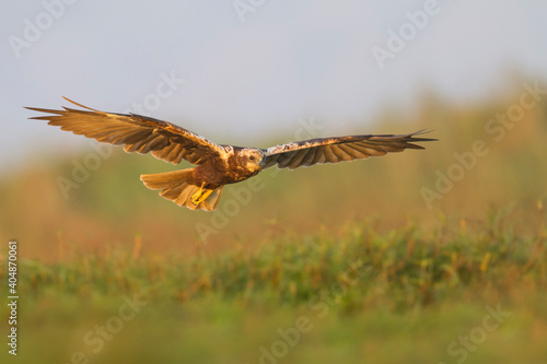 Eurasian Marsh Harrier  Circus aeruginosus  © AGAMI