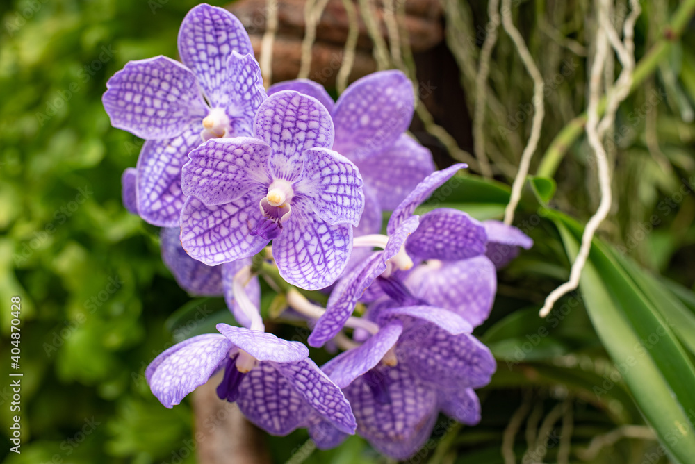 Fotografie Vanda Orchid, Purple Orchid