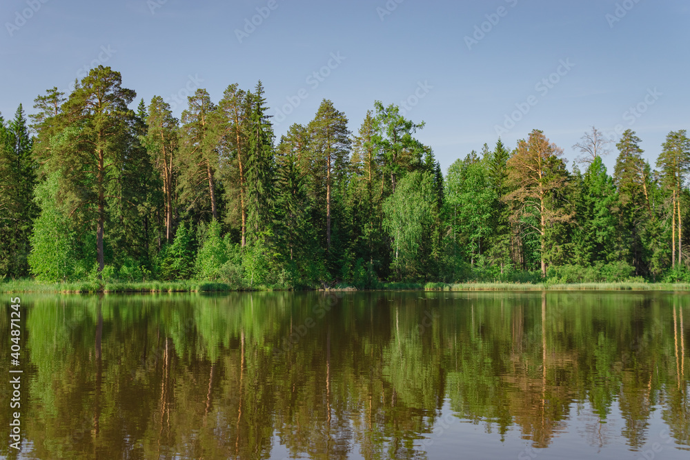 lake in the forest lake in the forest