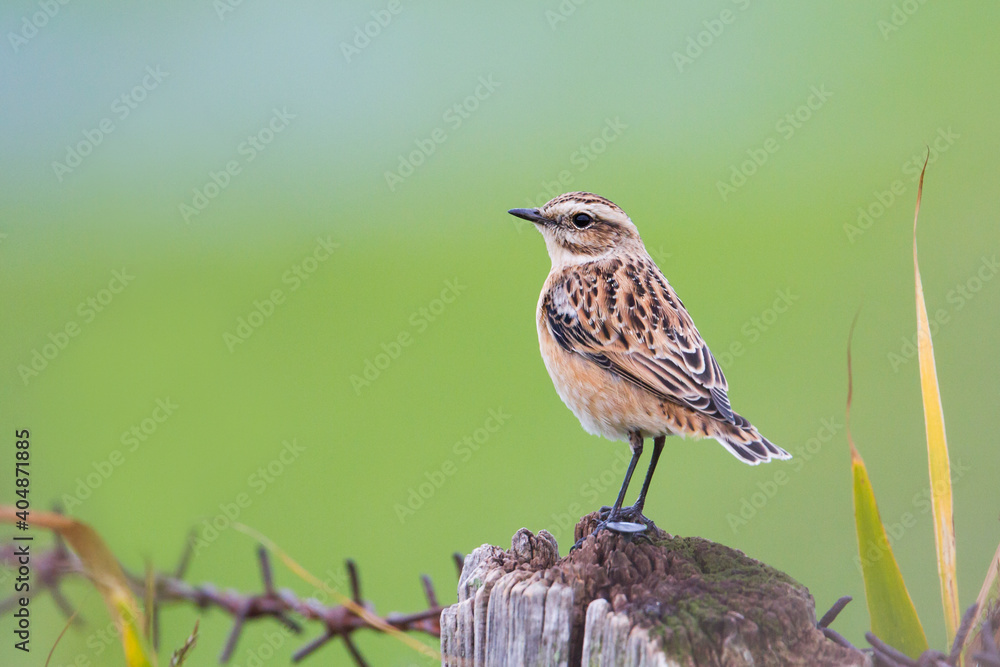 Paapje, Whinchat, Saxicola rubetra Paapje, Whinchat, Saxicola rubetra