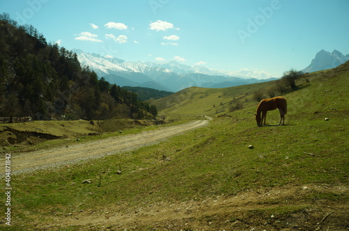 Horse near a mountain road on a sunny day