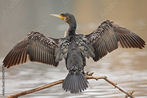 A great cormorant (Phalacrocorax carbo) drying its wings after a swim at a lake. photo