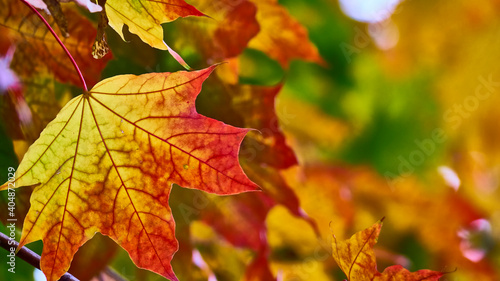 beautiful maple leaf in autumn. close-up. blur background. color