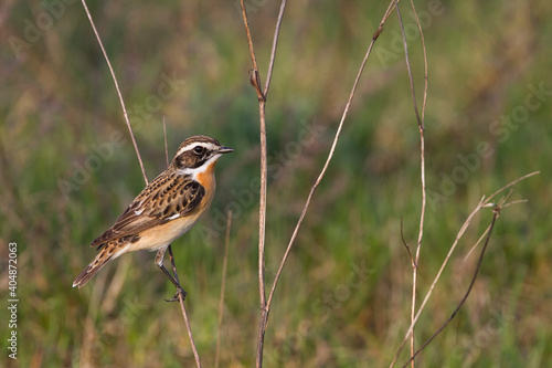 Paapje, Whinchat, Saxicola rubetra