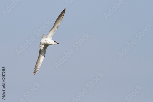 Witwangstern  Whiskered Tern  Chlidonias hybrida hybrida