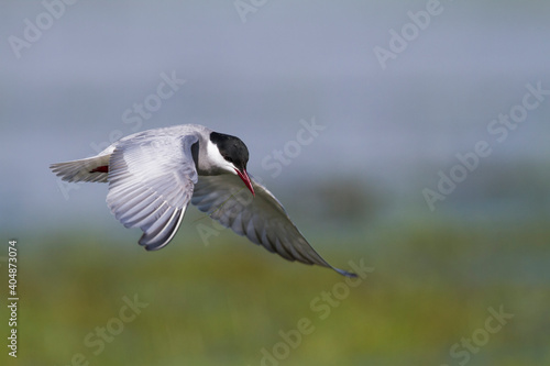 Witwangstern, Whiskered Tern, Chlidonias hybrida photo