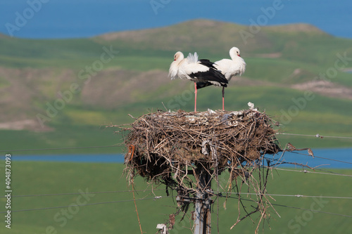 White Stork, Ooievaar, Ciconia ciconia