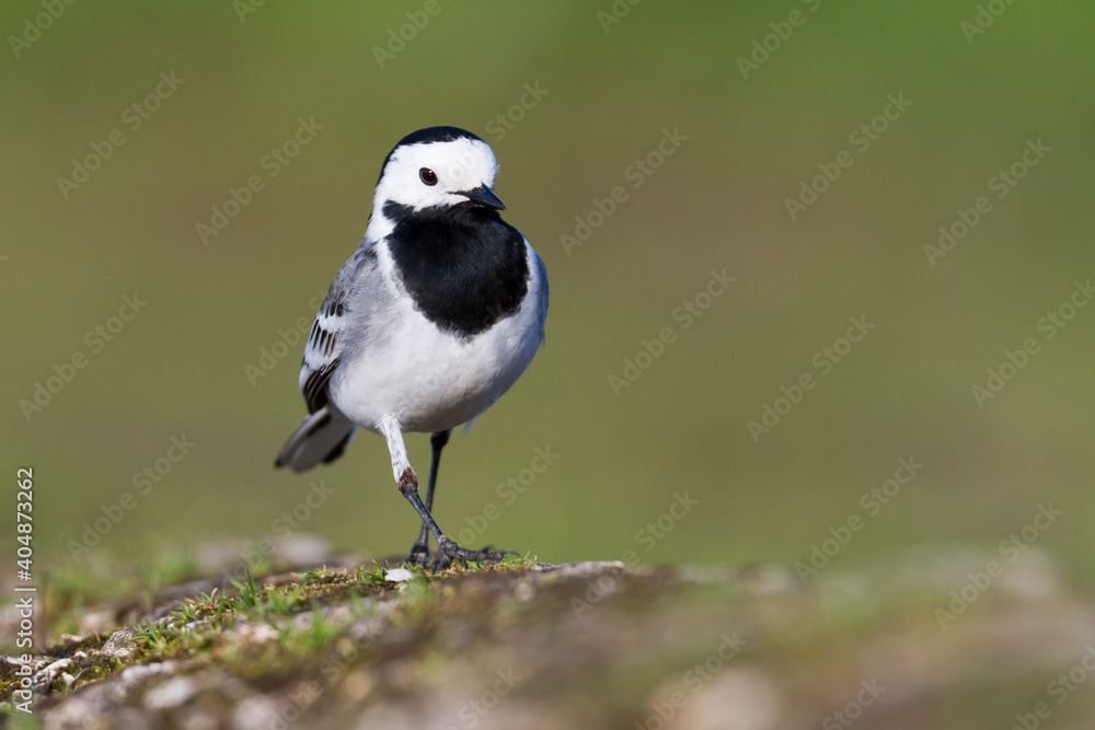 Fototapeta premium Witte kwikstaart, White Wagtail, Motacilla alba alba