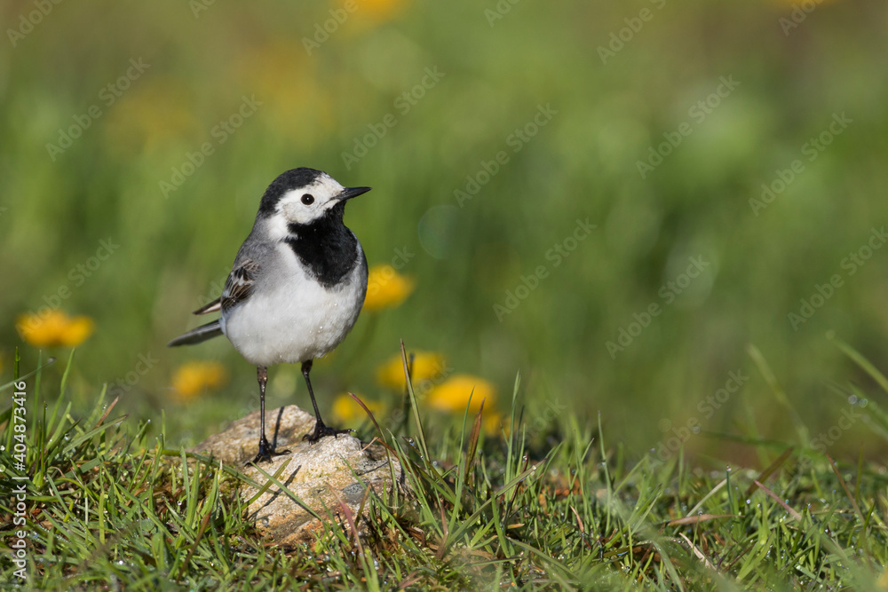 Witte kwikstaart, White Wagtail, Motacilla alba alba Witte kwikstaart, White Wagtail, Motacilla alba alba