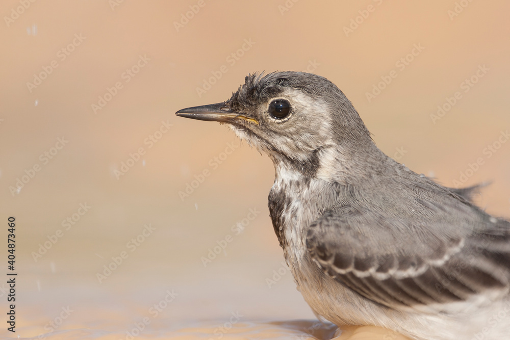 Witte Kwikstaart, White Wagtail, Motacilla alba alba Witte Kwikstaart, White Wagtail, Motacilla alba alba