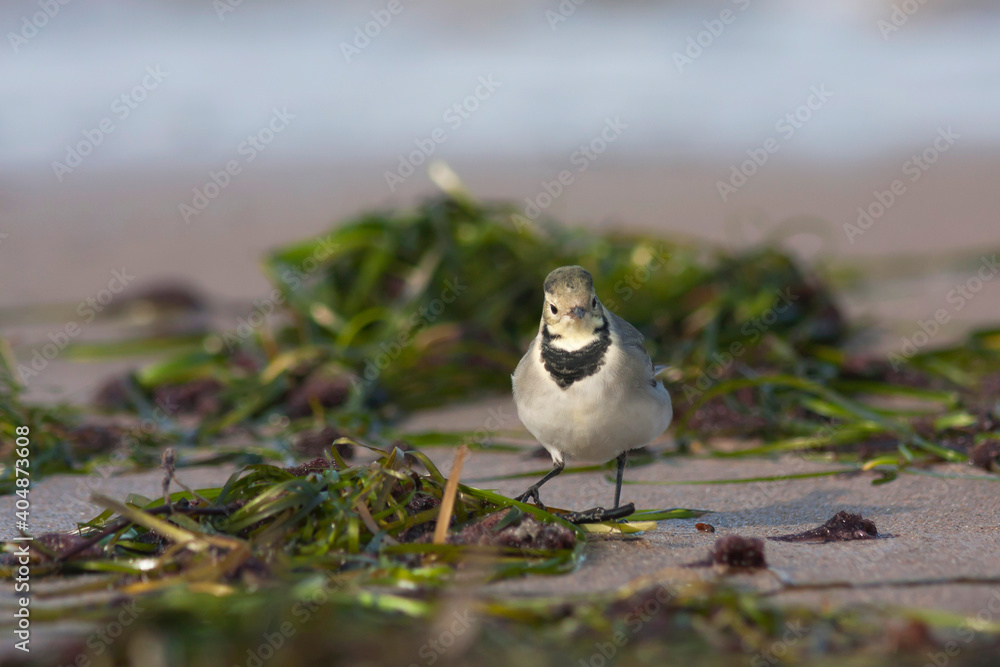 Witte kwikstaart, White Wagtail, Motacilla alba alba Witte kwikstaart, White Wagtail, Motacilla alba alba