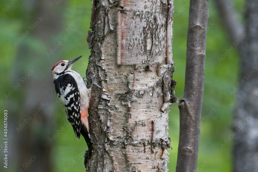 Witrugspecht, White-backed Woodpecker, Dendrocopos leucotos Witrugspecht, White-backed Woodpecker, Dendrocopos leucotos