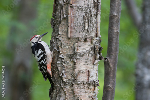 Witrugspecht, White-backed Woodpecker, Dendrocopos leucotos