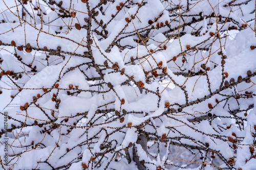 Winter background with small pine cones covered with thick layer of snow. Closeup macro shot, selective focus background . 