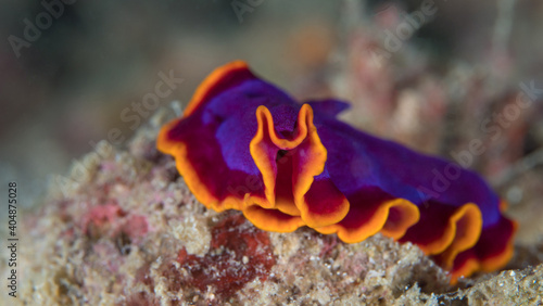 Colorful flatworm on coral reef 