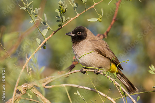 White-spectacled Bulbul, Pycnonotus xanthopygos photo