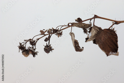 dry branch with raspberries in frosty winter