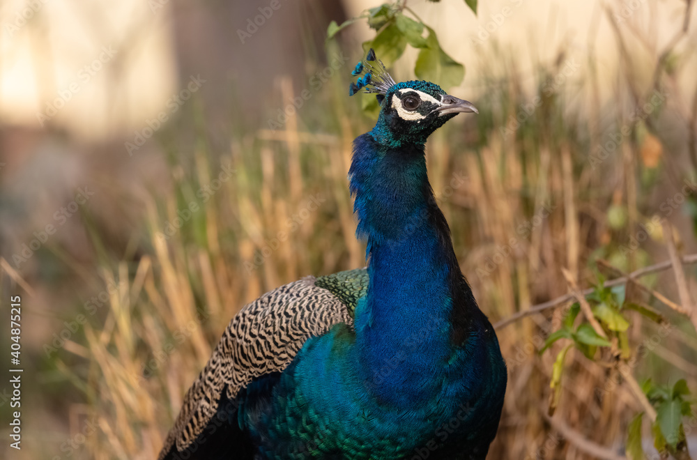 Indian Peafowl (Pavo cristatus) in the natural habitat of forest. Portrait or closeup of peacock. Indian Peafowl (Pavo cristatus) in the natural habitat of forest. Portrait or closeup of peacock.