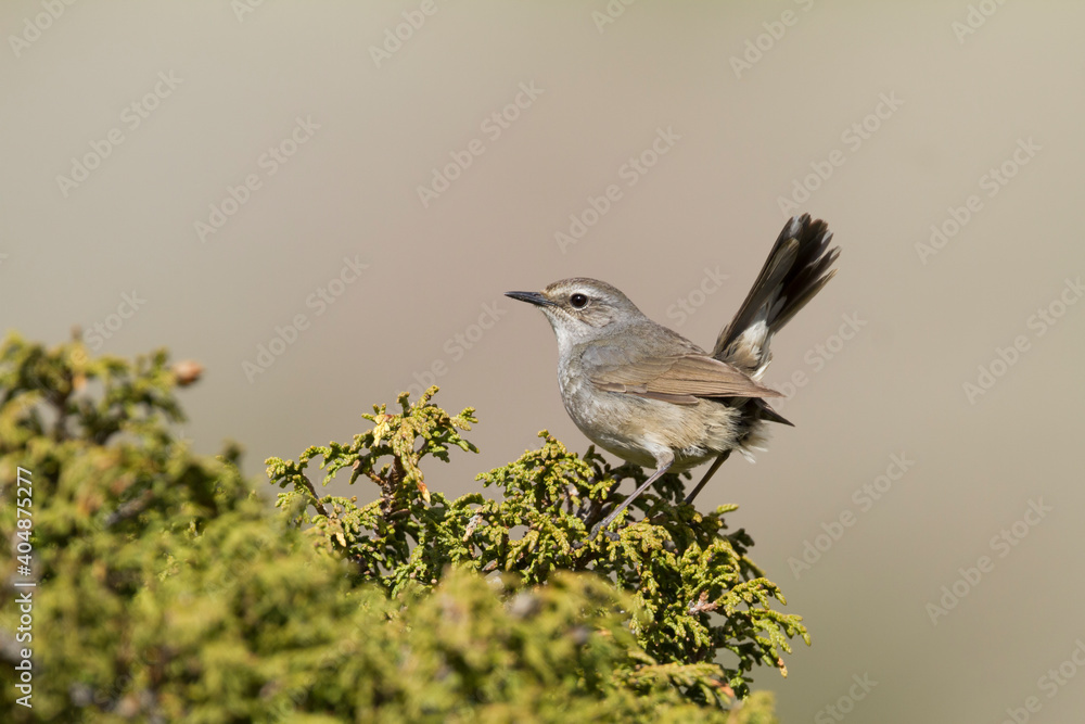 Obraz premium Zwartborstnachtegaal, White-tailed Rubythroat, Luscinia pectoralis ballioni