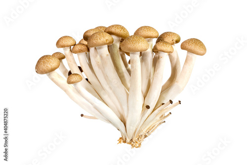 Fresh Shimeji Mushrooms or brown beech mushroom isolated on white background.