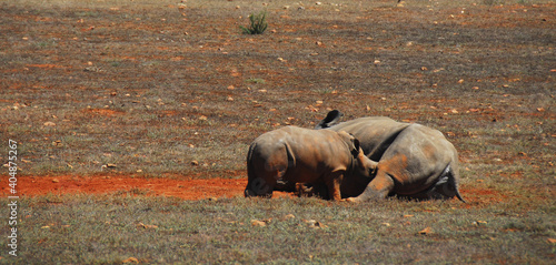 Africa- Close Up of a Wild Rhino Mother Nursing Her Young Calf photo