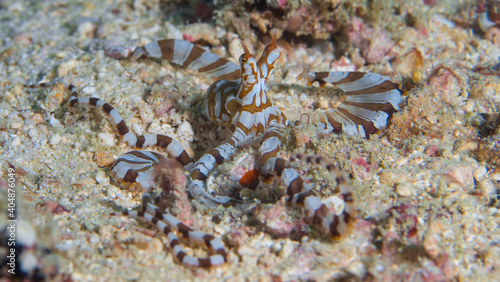  Wunderpus octopus crawling about dive site - Wunderpus photogenicus