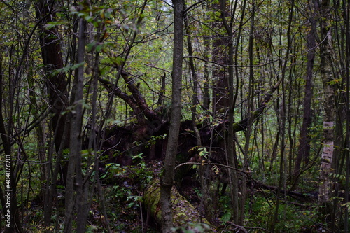 trees in the forest