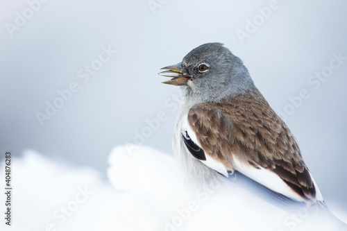 Sneeuwvink, White-winged Snowfinch, Montifringilla nivalis nivalis, photo