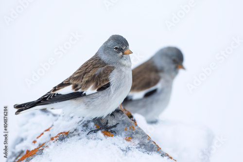 Sneeuwvink, White-winged Snowfinch, Montifringilla nivalis nivalis,