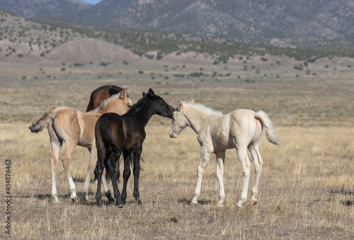 Wild Horse Foals in Spring in the Utah Desert © natureguy