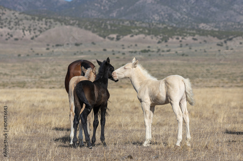 Wild Horse Foals in Spring in the Utah Desert