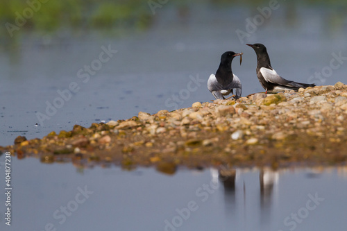 Witvleugelstern, White-winged Tern, Chlidonias leucopterus photo