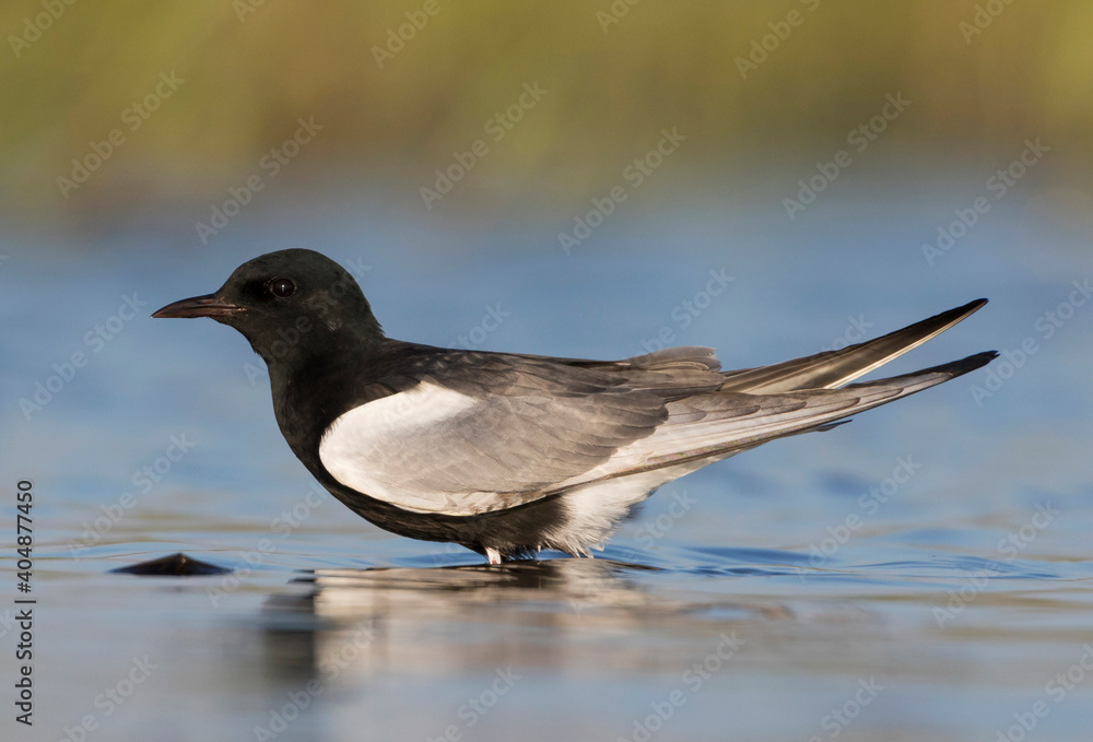 Witvleugelstern, White-winged Tern, Chlidonias leucopterus Witvleugelstern, White-winged Tern, Chlidonias leucopterus